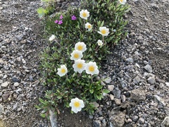 Dryas octopetala