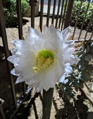Trichocereus spachianus