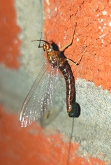 Isonychia bicolor