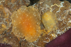 Doriopsilla peculiaris