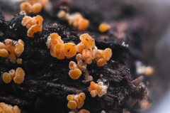 Eustilbum aureum