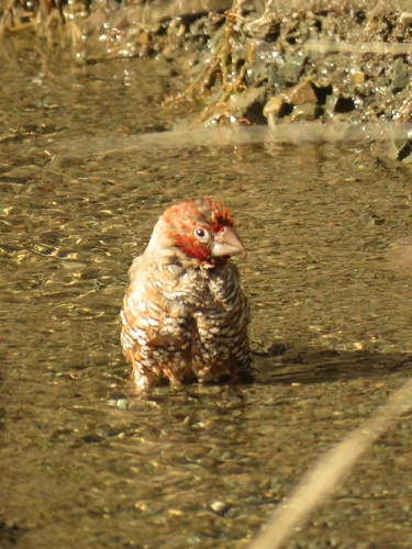 Rotkopfastrild (Amadina erythrocephala)