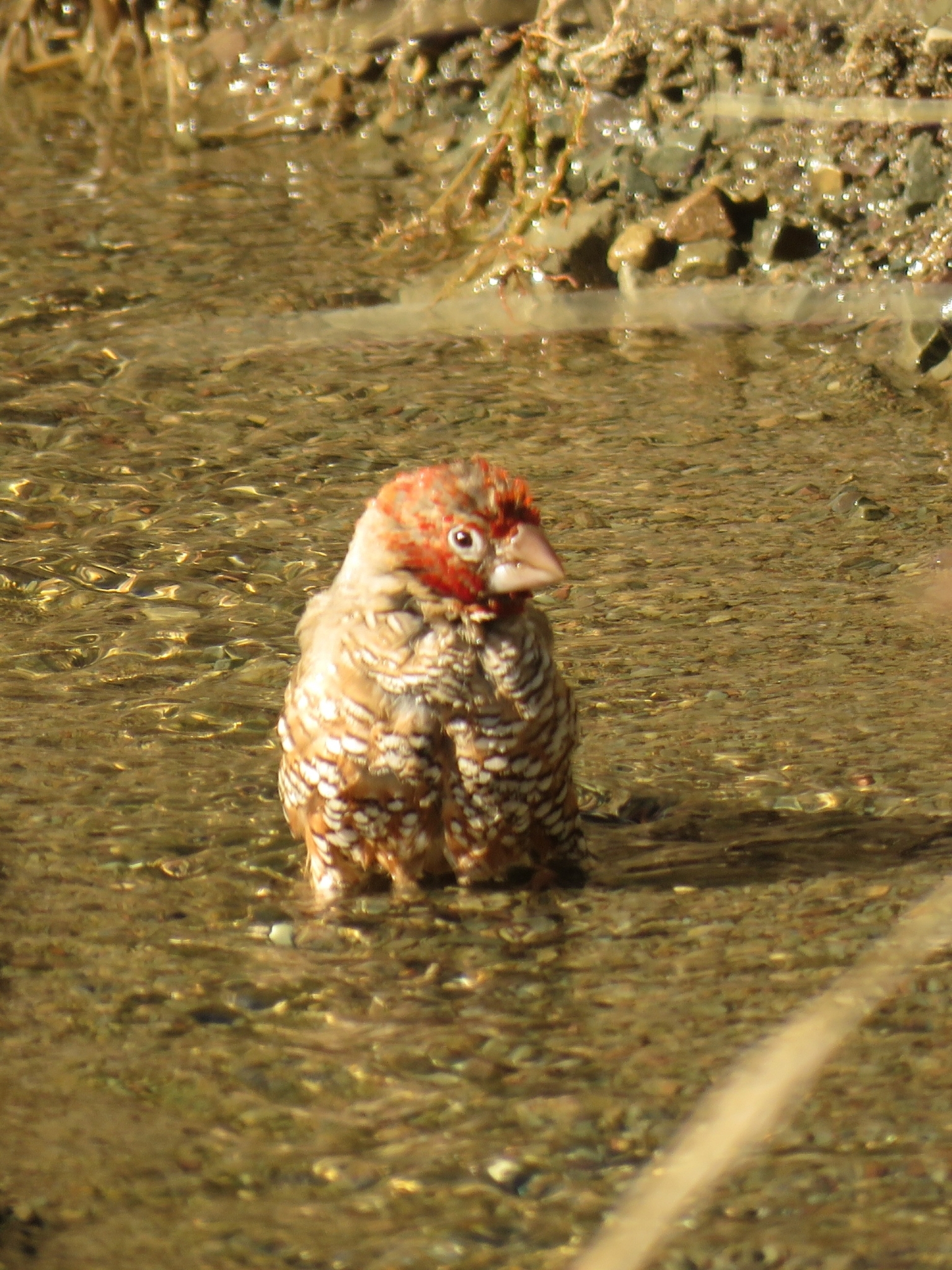 Red-headed Finch illustration