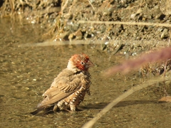 Amadina erythrocephala erythrocephala