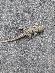 Tarentola mauritanica