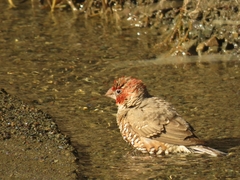 Amadina erythrocephala erythrocephala