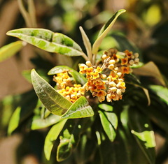 Buddleja coriacea