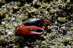 Paraleptuca splendida