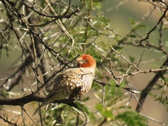 Amadina erythrocephala erythrocephala
