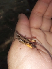 Chorthippus maritimus maritimus