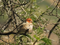 Amadina erythrocephala erythrocephala