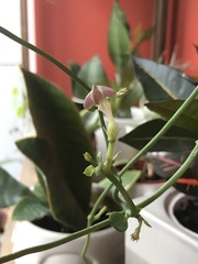 Ceropegia sandersonii