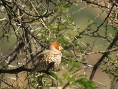 Amadina erythrocephala erythrocephala