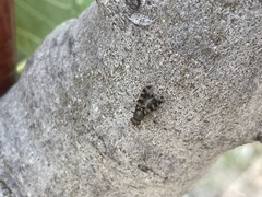 Ceroxys