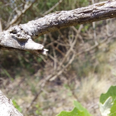 Microdynerus parvulus