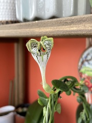 Ceropegia sandersonii