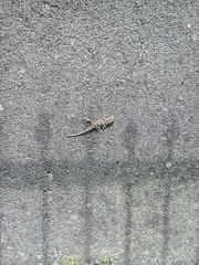 Tarentola mauritanica