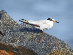 Sternula saundersi