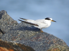 Sternula saundersi
