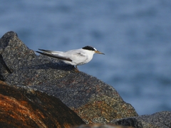 Sternula saundersi