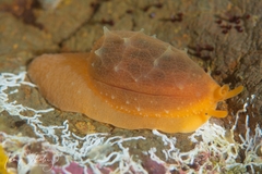 Notocypraea comptonii