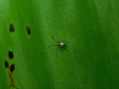 Leucauge argentina