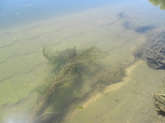 Potamogeton trichoides