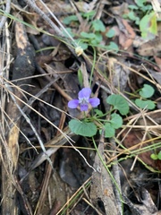 Viola perreniformis