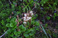 Pyrola morrisonensis