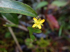 Hypericum taihezanense