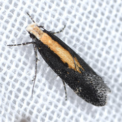 Aroga paraplutella
