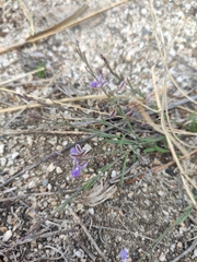Polygala tenuifolia