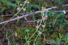 Pyrola morrisonensis