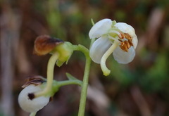 Pyrola morrisonensis