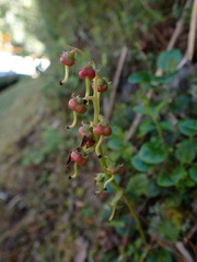 Pyrola morrisonensis