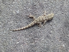 Tarentola mauritanica