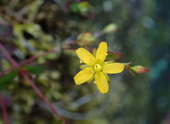 Hypericum taihezanense