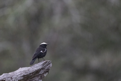 Myrmecocichla arnotti
