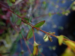 Hypericum taihezanense