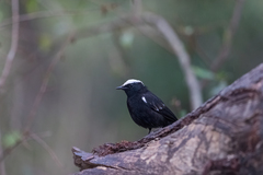 Myrmecocichla arnotti