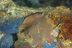 Planoceridae