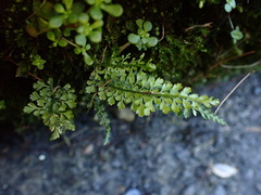 Asplenium tenuicaule