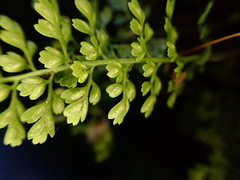 Asplenium tenuicaule