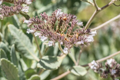 Eriodictyon traskiae