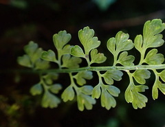 Asplenium tenuicaule