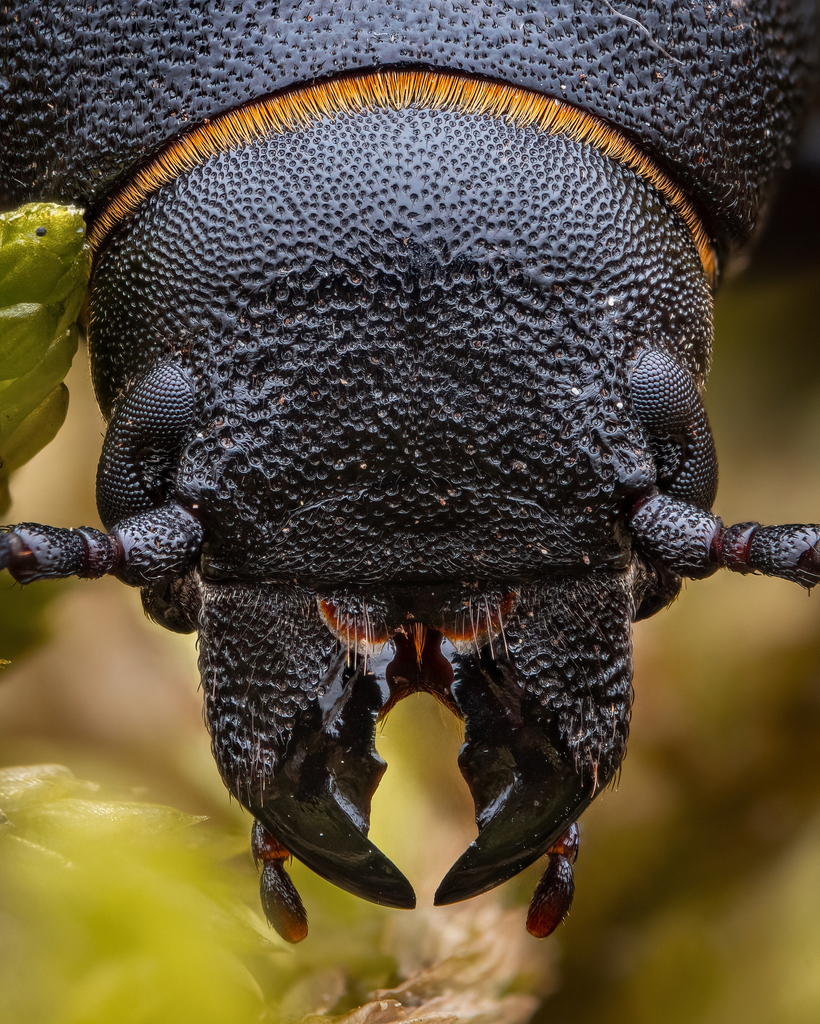 Black Longicorn Beetle