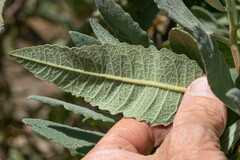 Eriodictyon traskiae