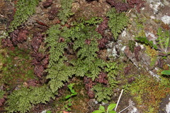 Hymenophyllum fujisanense
