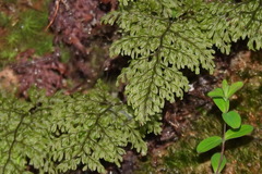 Hymenophyllum fujisanense