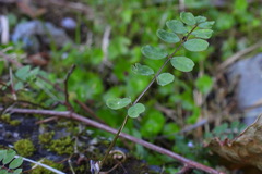 Astragalus nokoensis